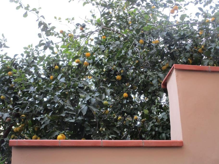 Il Piccolo Eden - Private Garden Apartment Livorno Bagian luar foto